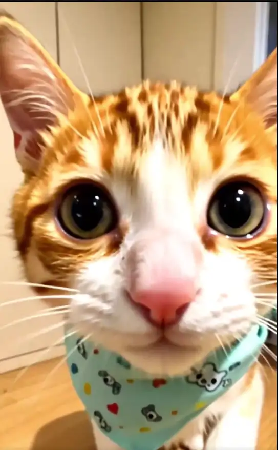 AI 猫咪带货视频 + 产品种草！小红书萌宠赛道变现攻略(图3)