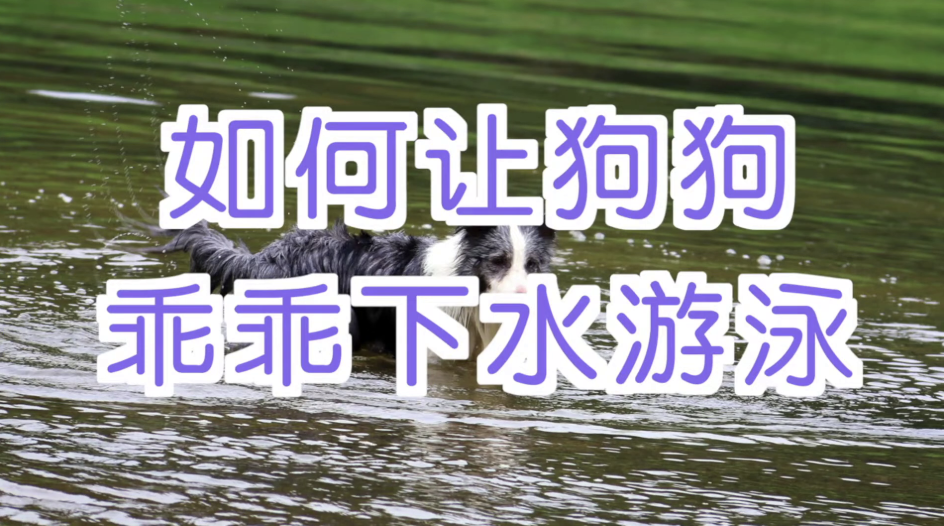 宠物训练-训狗教程Dog(图2)